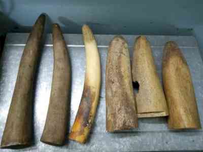 Elephant tusks worth Rs 1 cr seized in Bengal, 3 held
