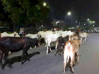 Delhi HC asks government to take action for removal of cows from roads