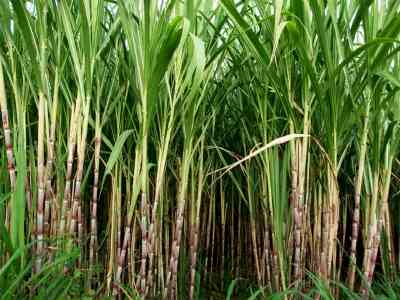 Haryana announces hike in sugarcane procurement price