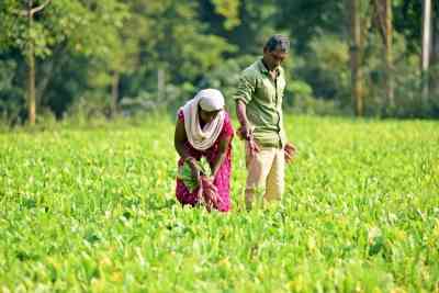 'Election Budget' to focus on job creation, farm sector and rural growth