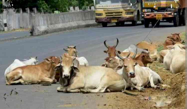 Call 1100 with stray animals photo, Himachal government will resolve stray cattle menace 