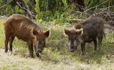 Rajasthan: Bhilwara municipality seeks police help to 'arrest' stray pigs