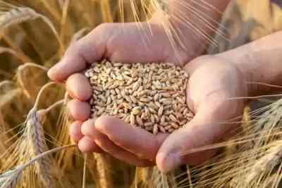 Second sale of wheat to be held through e-auction on Feb 15