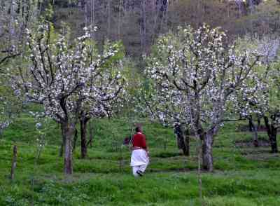 J&K gears up for fruit revolution with high density plantation project