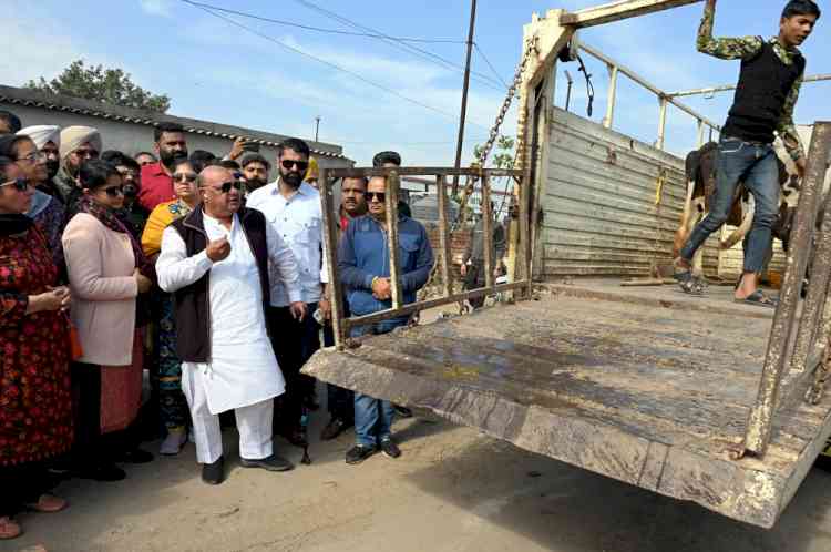 MLA Gogi, MC Commissioner launches drive to lift stray cattle