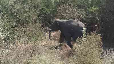 J'khand: Protests break out as 2 die, 3 get injured in elephant attacks