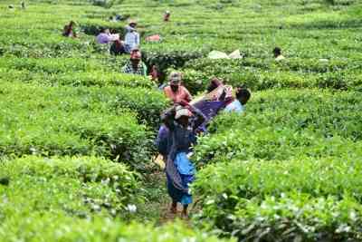 Darjeeling politics: Bengal govt to grant land deeds to tea garden workers