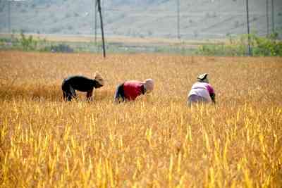 Paddy procurement crosses 700 LMT mark, Rs 1,45,845 crore MSP paid to farmers