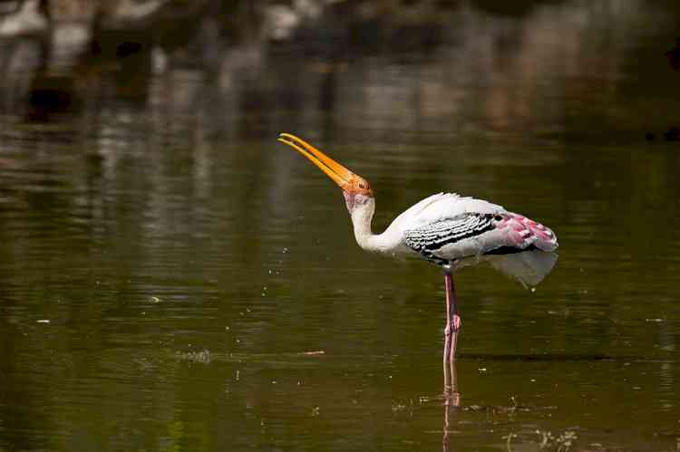 Migratory Birds flock to TVSM factory in Hosur 