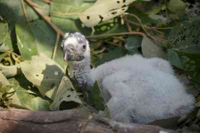 Yadav names slender-billed vulture chick as Jeevan