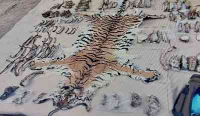 Tiger poaching gang busted; skin, skeletons seized