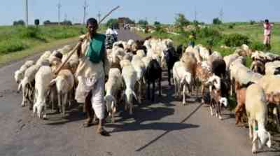 Sheep rearing important source of livelihood in Himachal
