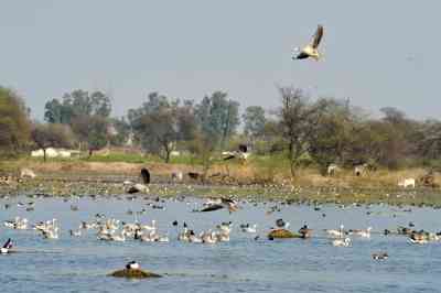 G-20 delegates' day out in Sultanpur bird sanctuary