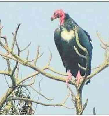 Rare vulture species sighted at Dudhwa National Park