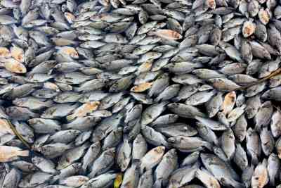 Millions of dead fish wash up near Australian town