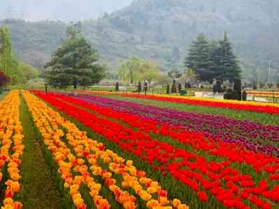 Asia's largest tulip garden opens for visitors in Srinagar