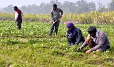 Parl panel asks govt to provide subsidy to farmers under PM-KUSUM scheme