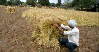 Rains, hailstorm destroy standing crops in Rajasthan, farmers distressed