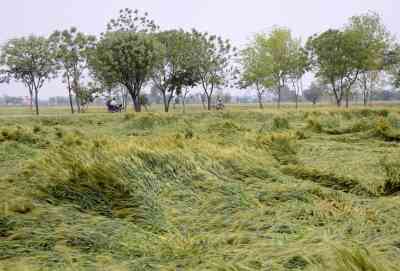 Crops over 3 lakh acres damaged in Andhra Pradesh