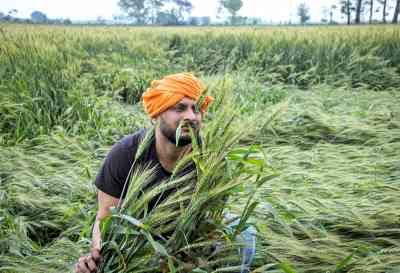 Unseasonal rains hit wheat crop in Punjab, Haryana; CMs promise relief