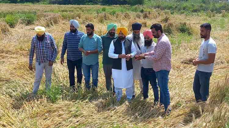 MLA Sahnewal announces to donate his one month's salary to farmers as compensation for crop loss