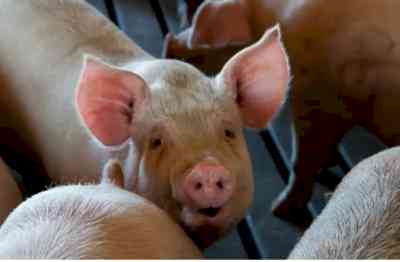 Tripura bans import of pigs amid swine flu scare