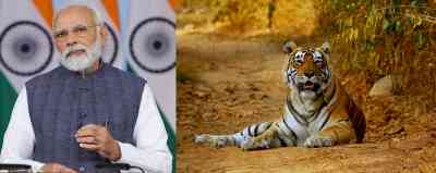 On Project Tiger's golden jubilee, PM to flag off Big Cats Alliance