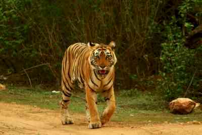 From Indira Gandhi to Modi, Bandipur has become world's top tiger habitat