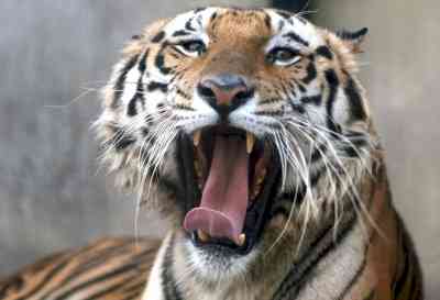 Tiger population in Bengal's Sunderbans expected to go up to 150