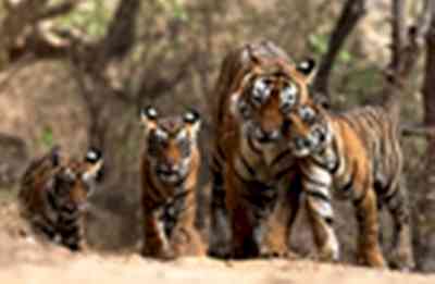 Munger next: Bihar forest dept looks beyond Valmiki Tiger Reserve