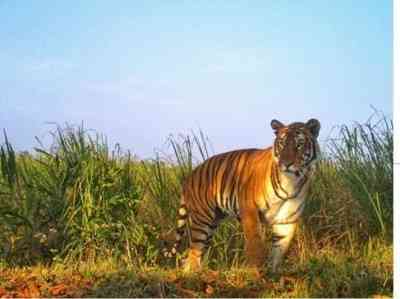 Lost & not found: Mystery of Rajasthan's missing tigers remains unsolved