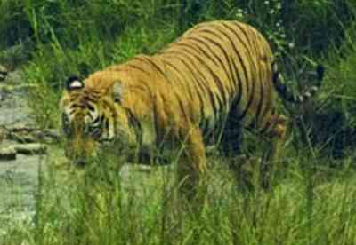 Nepal becomes founding member of International Big Cats Alliance initiated by India