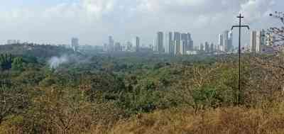 'Think, you can take court for a ride', SC penalises Mumbai Metro on tree felling in Aarey forest
