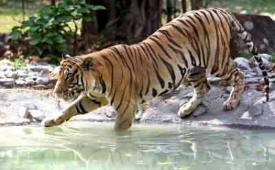 Tiger terror in Uttarakhand: Curfew imposed in several Pauri villages