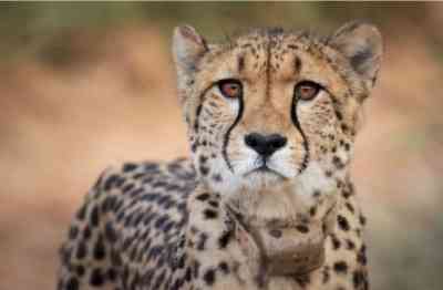 Cheetah Oban strayed out of KNP, ventures into tigers territory at Madhav National Park
