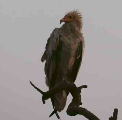 Delhi HC gives Centre more time for response to plea over vulture population decline