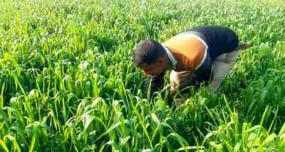 Farmers in Haryana opting for vegetables to save groundwater