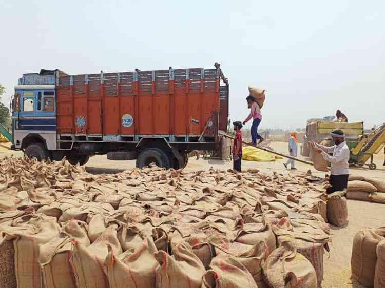 Over 5 lakh MT wheat arrive in grain markets of Ludhiana, payments worth Rs 818 crores paid to farmers in district 