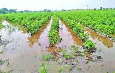 Unseasonal rains again damage crops in Telangana