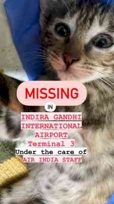 Air India accused of negligence after passenger's pet cat goes missing at Delhi airport