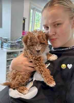 Jojo Siwa's puppy gets tragically killed in accident