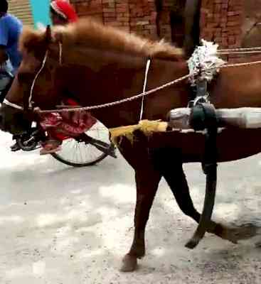 AWBI seeks urgent report from Mamata govt on cruelty to horses