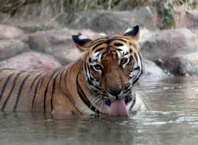 Tiger found dead at Kaziranga National Park