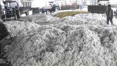 Maha farmers to make bonfire of 1000-quintal cotton as output, prices drop