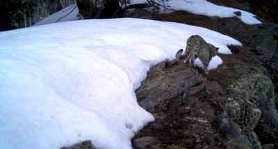 Snow Leopards seen in J&K's Kishtwar National Park