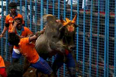 PETA India unhappy with SC verdict on Jallikattu