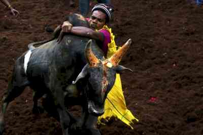 'Part of cultural heritage', SC upholds validity of TN amendments allowing 'Jallikattu'