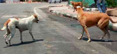 Angry over howling, 20 dogs poisoned to death in Punjab