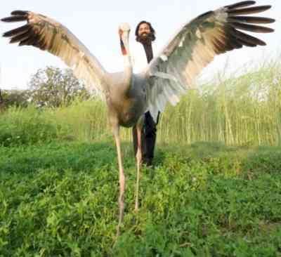 Arif's Sarus being trained for life in the wild