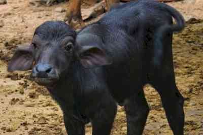 Panic in Telangana village after calf dies of rabies